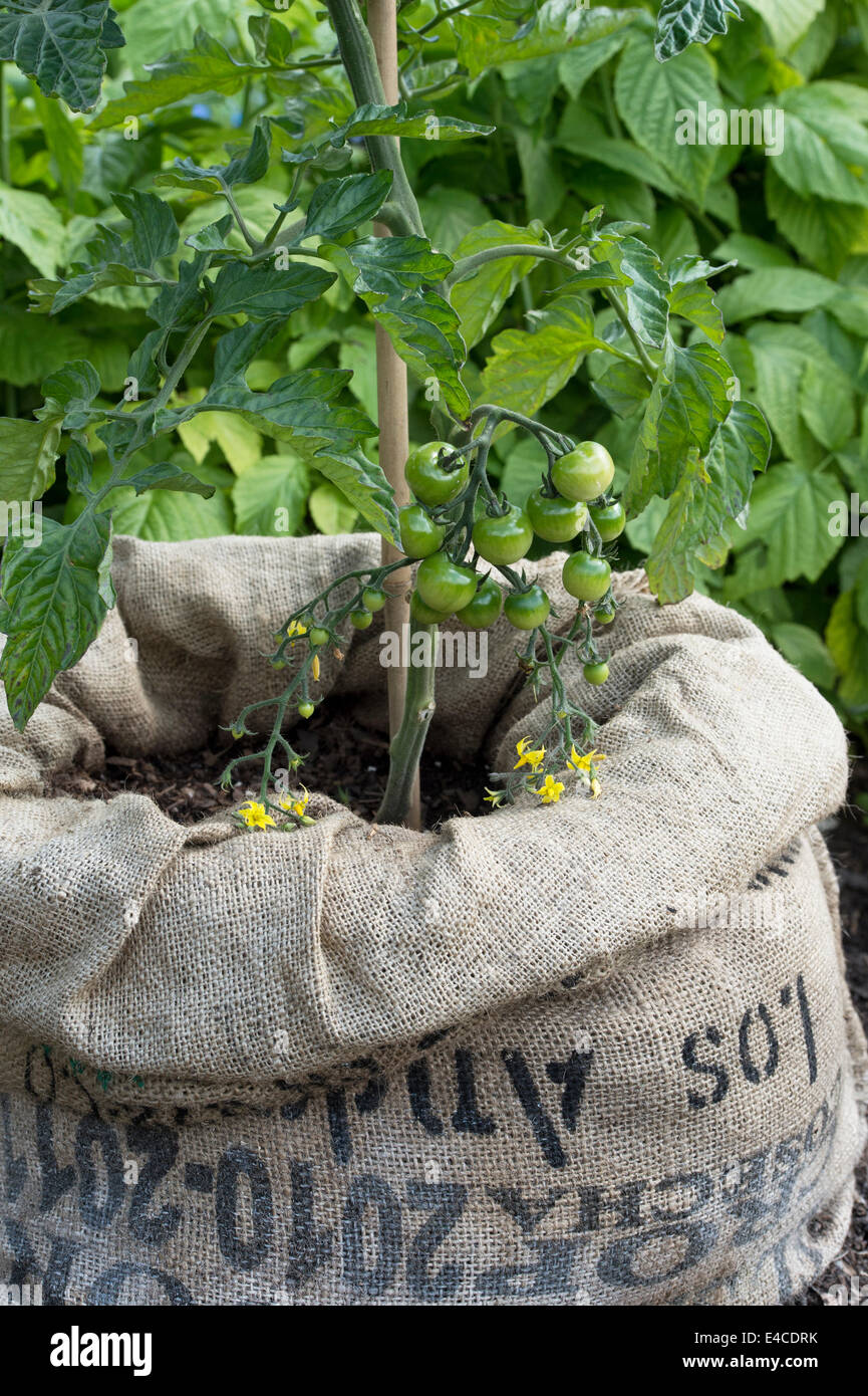 Solanum lycopersicum, Solanum tuberosum. TomTato plant at RHS Harlow Carr Gardens. Harrogate, England Stock Photo