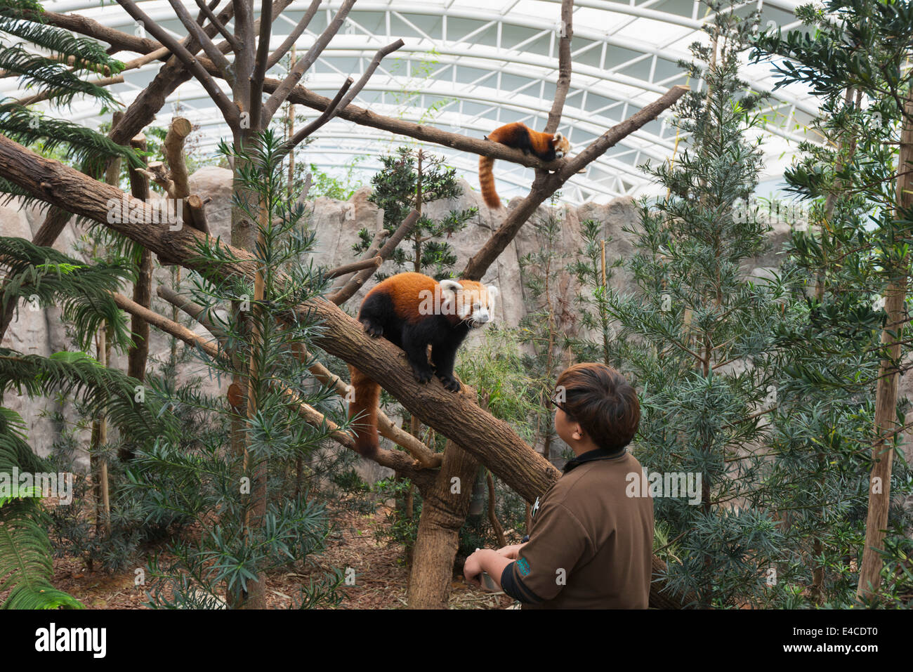 South East Asia, Singapore, Singapore zoo, River Safari, panda
