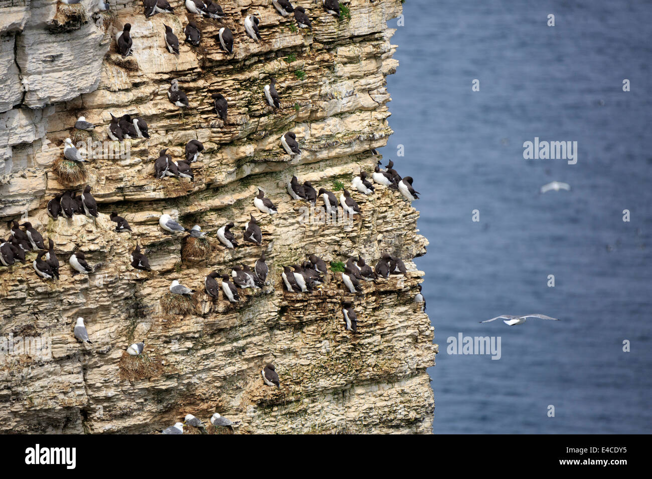 Common Guillemot, Uria aalge and kittiwake, Rissa tridactyla. Birds nesting on cliffsides at RSPB Bempton Cliffs, Yorkshire. Stock Photo