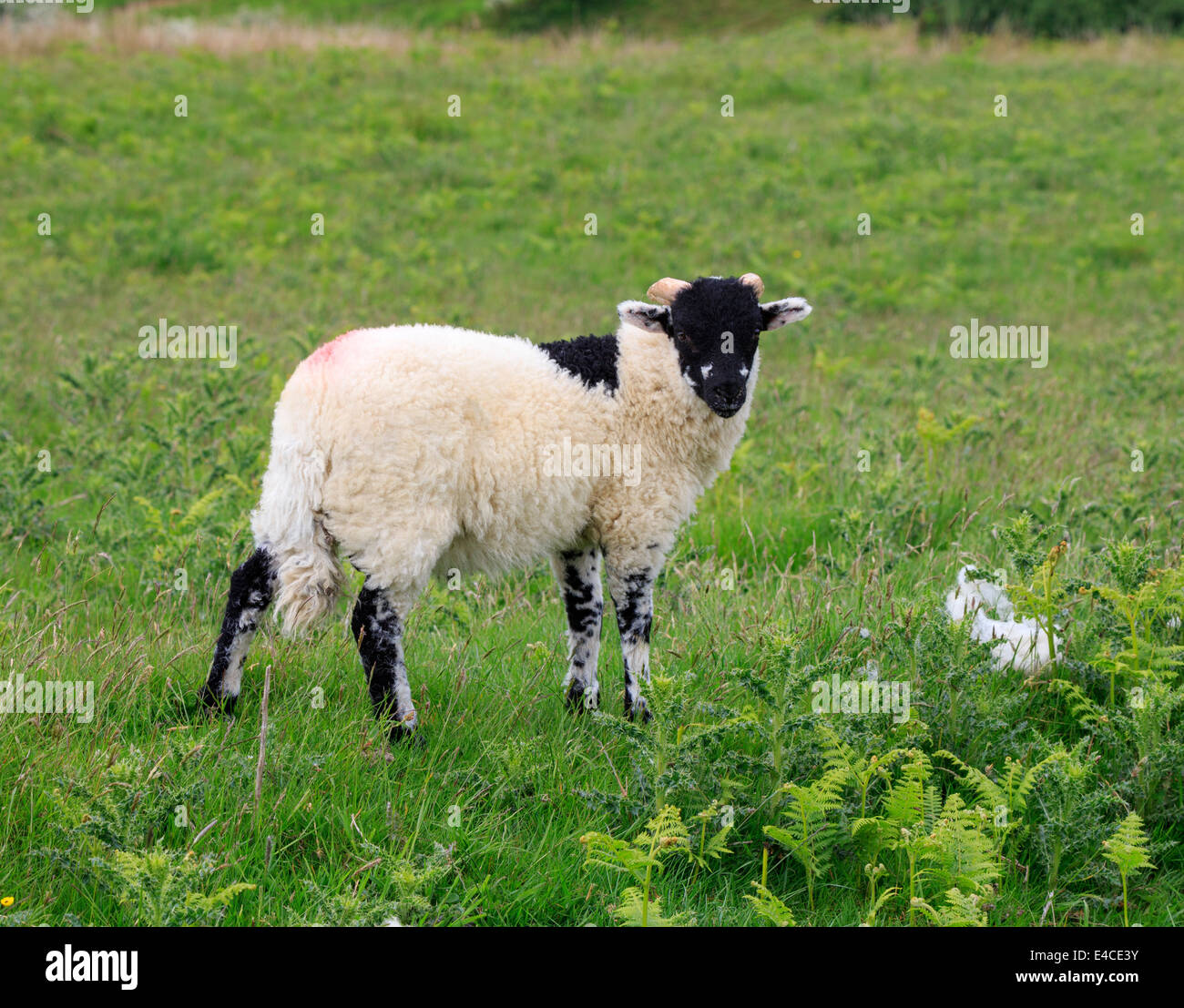 Lamb with horns hires stock photography and images Alamy