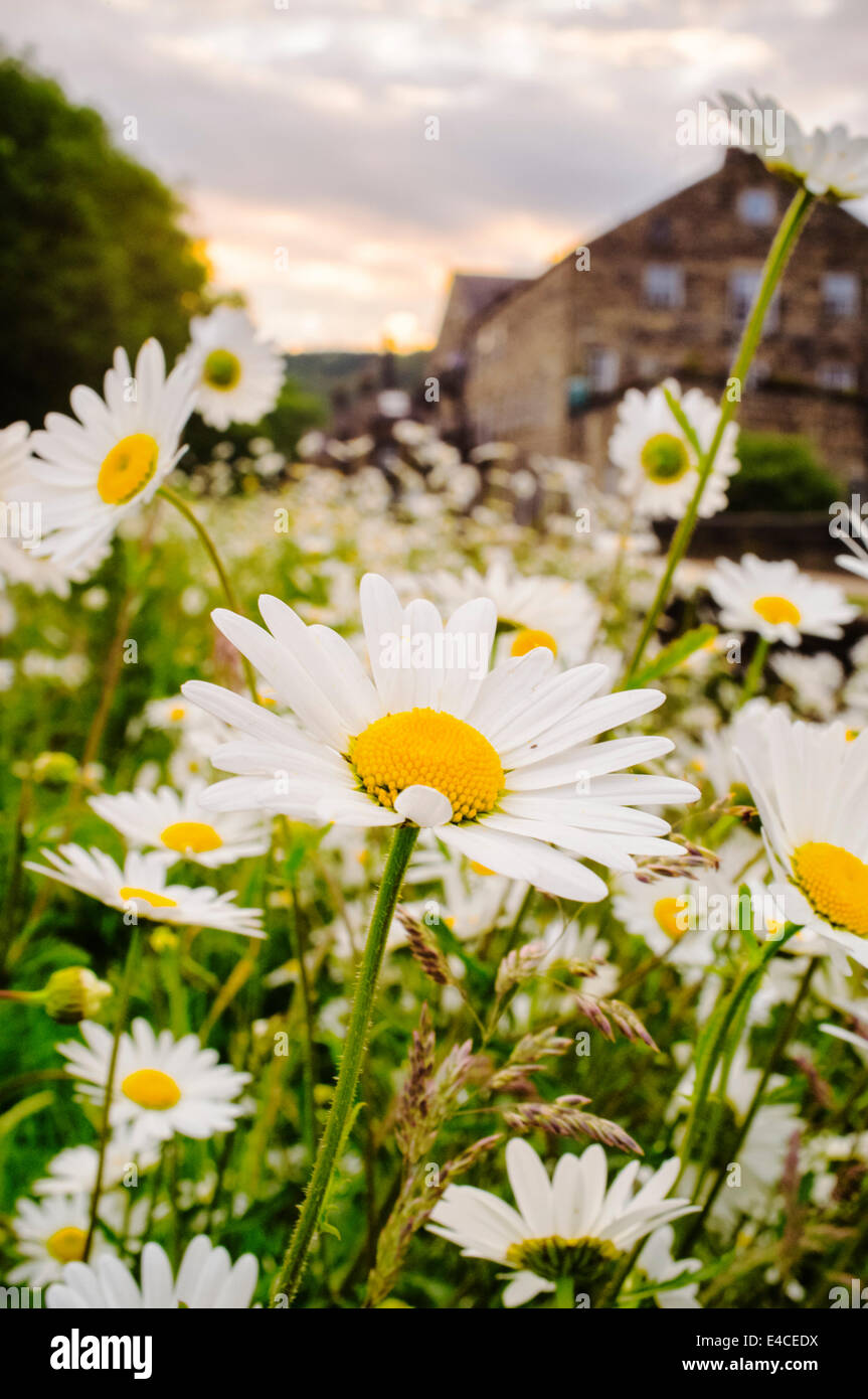 Leucanthemum flowers by a canal in Hebden Bridge Stock Photo