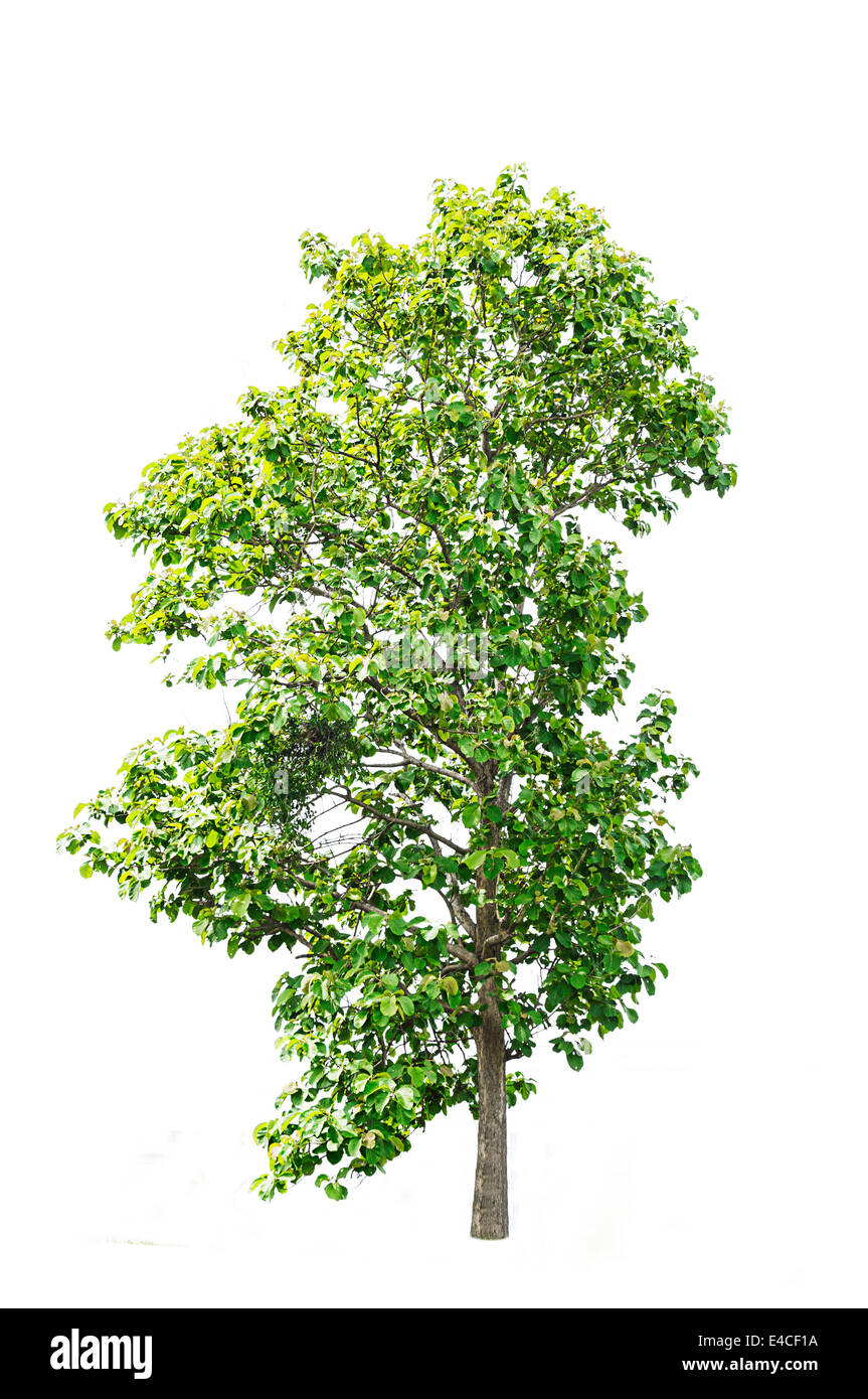 Strong green tree hi-res stock photography and images - Alamy