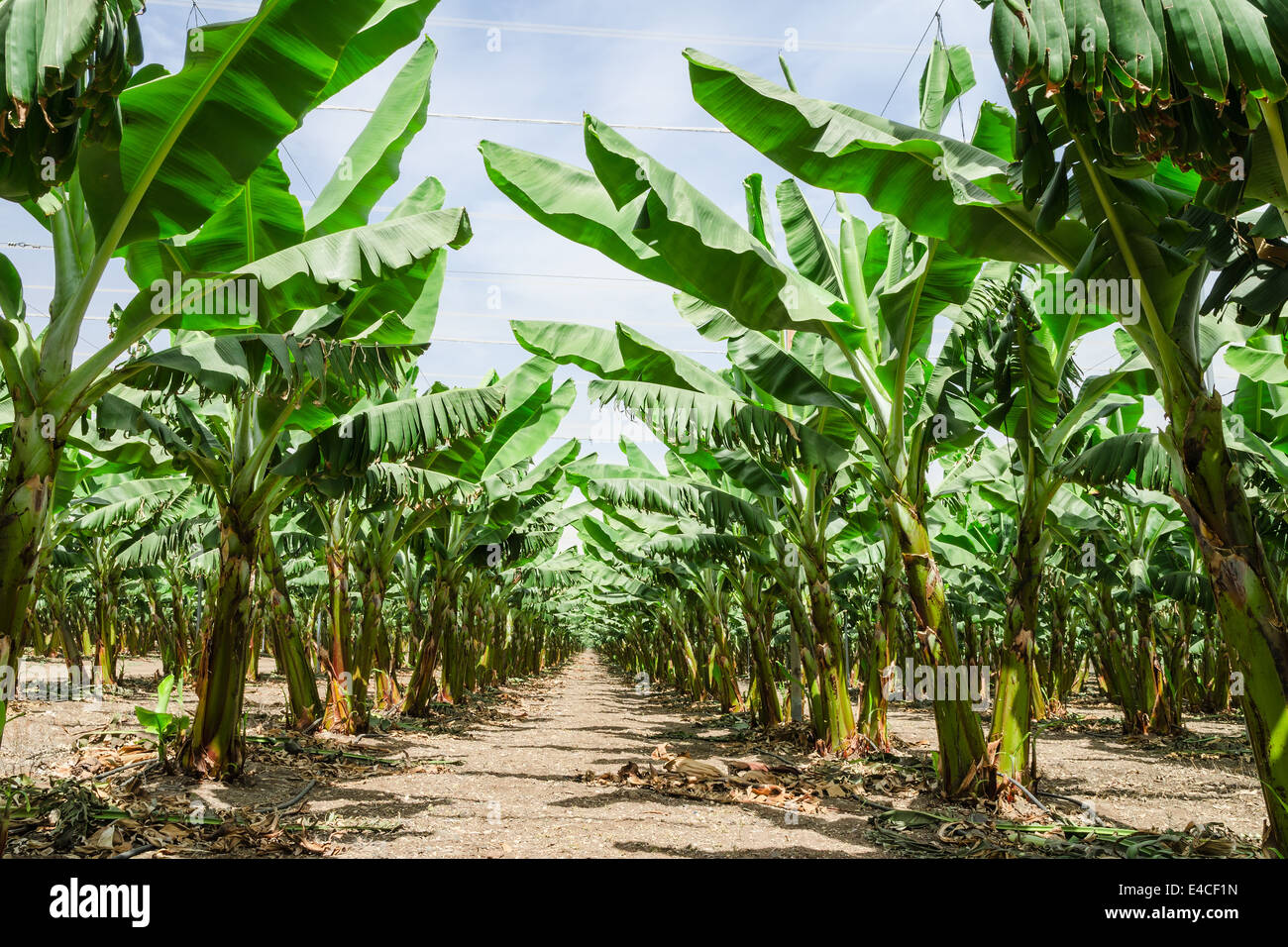 Sunny perspective trail between banana palm trees rows in orchard Stock