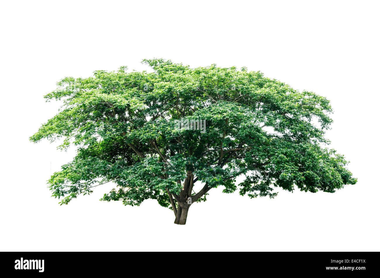 Green tree isolated on white background Stock Photo
