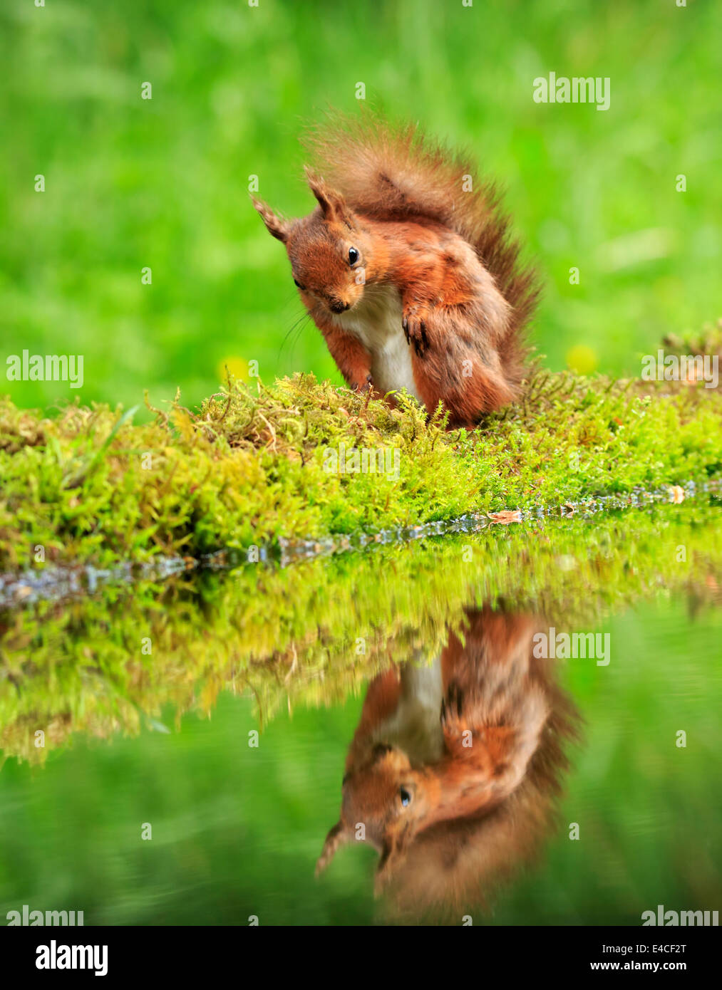 Eurasian red squirrel, Sciurus vulgaris Stock Photo