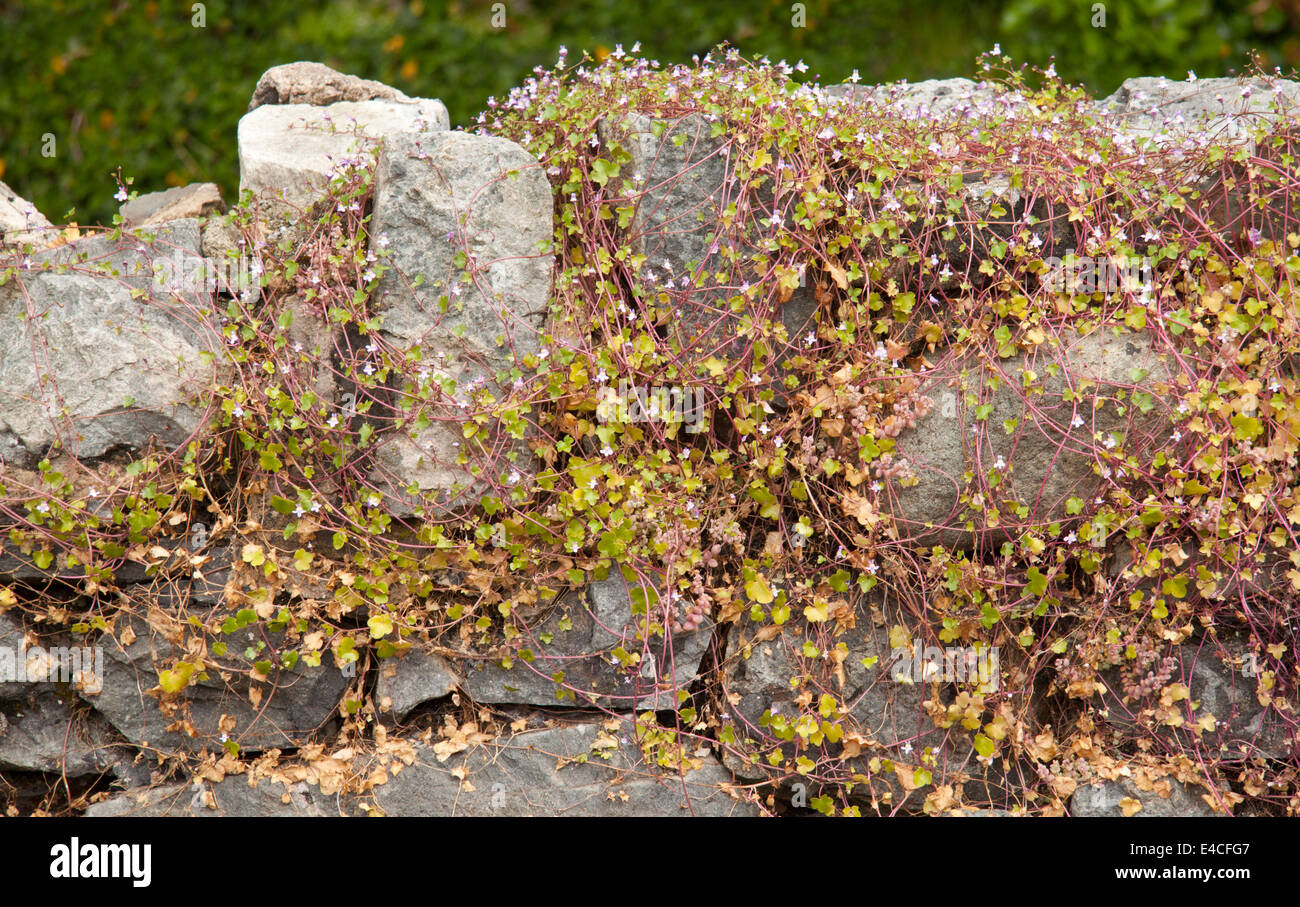 Ivy-leaved toadflax (Cymbararia muralis) growing on a stone wall Stock Photo