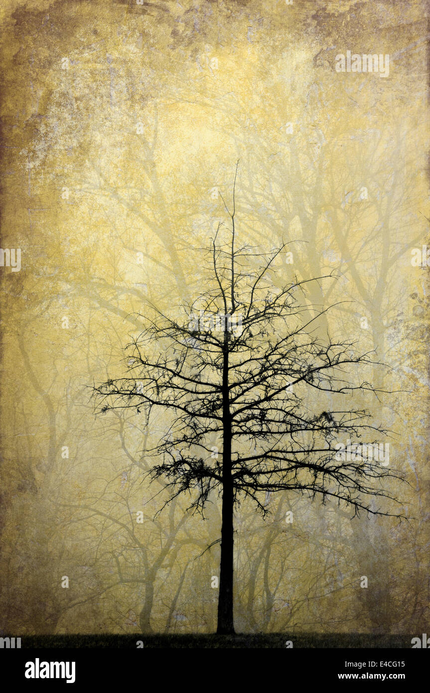 Textured Image of Tree in Fog in Oldham County, Kentucky Stock Photo
