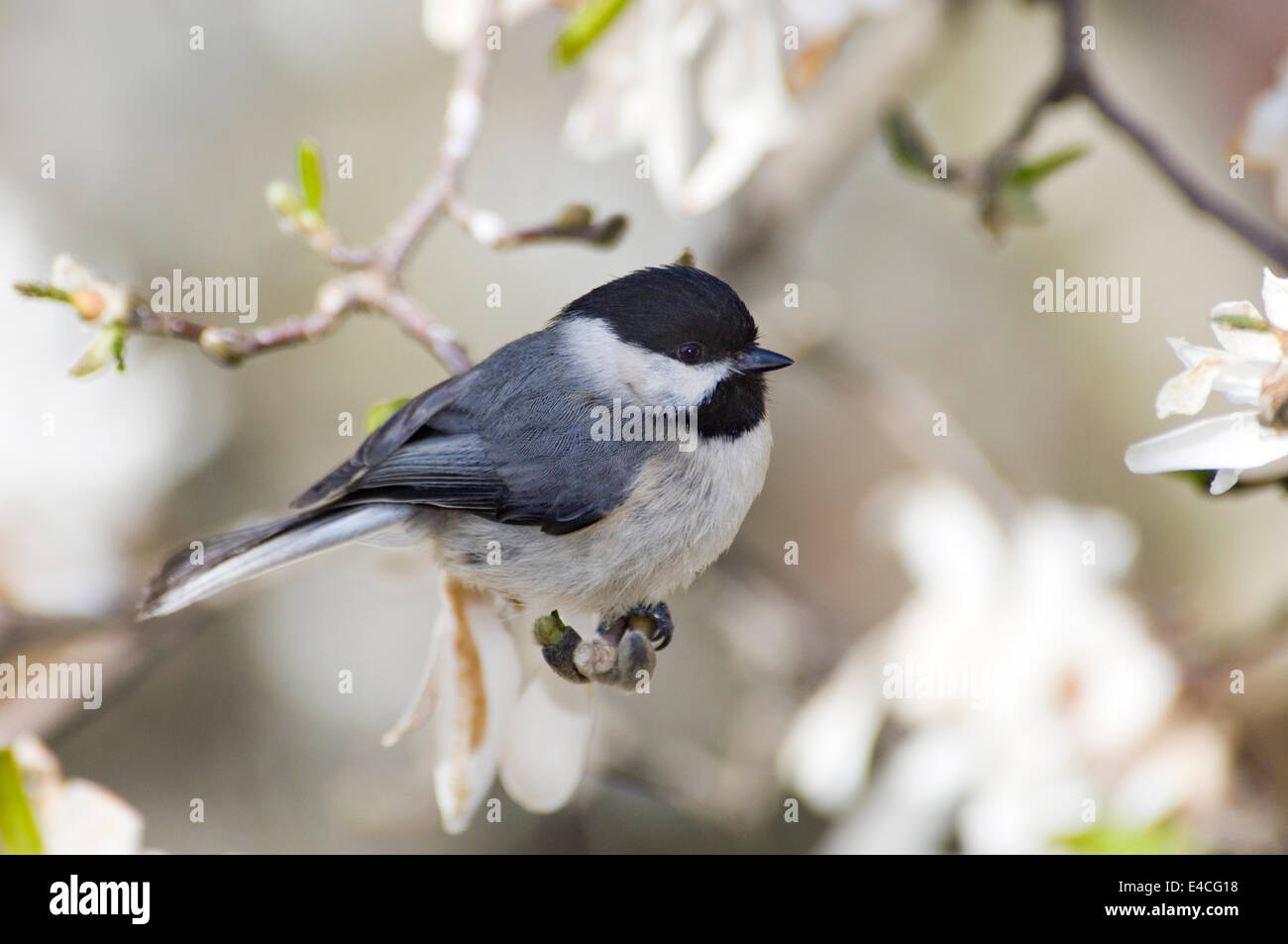 Carolina Chickadee Perched in Star Magnolia in Southern Indiana Stock Photo