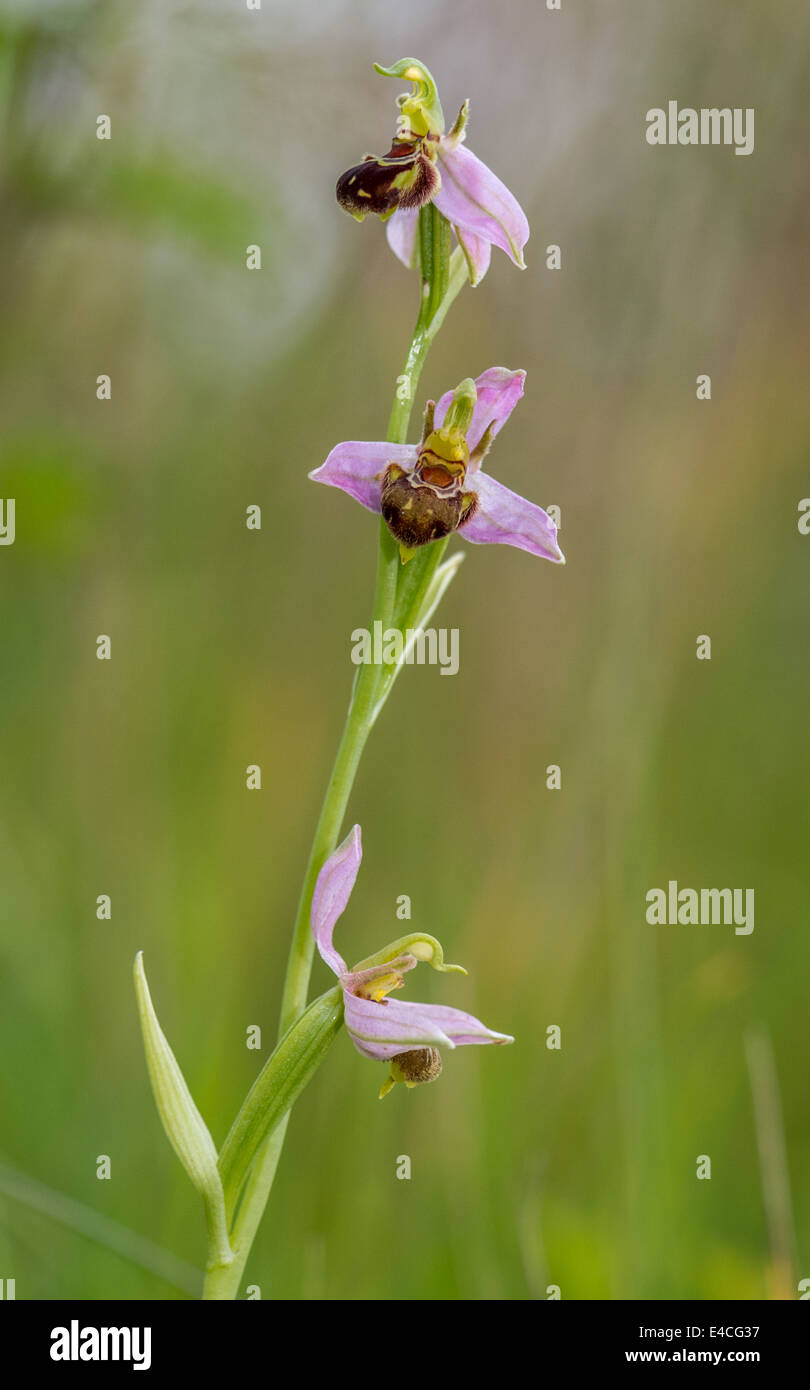 Close-up of a Bee Orchid in an English meadow Stock Photo