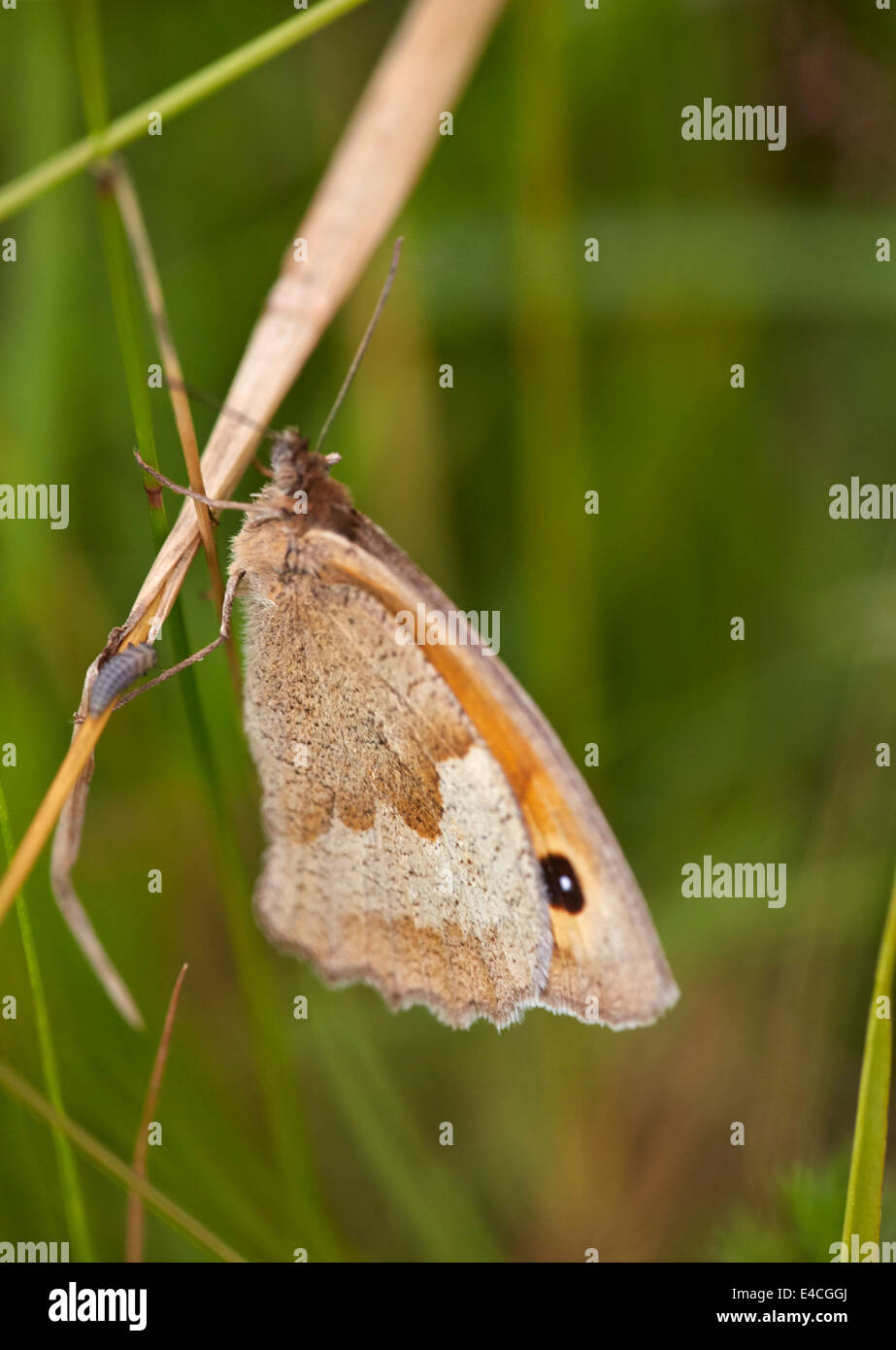 Meadow Brown butterfly. Hurst Meadows, West Molesey, Surrey, England. Stock Photo