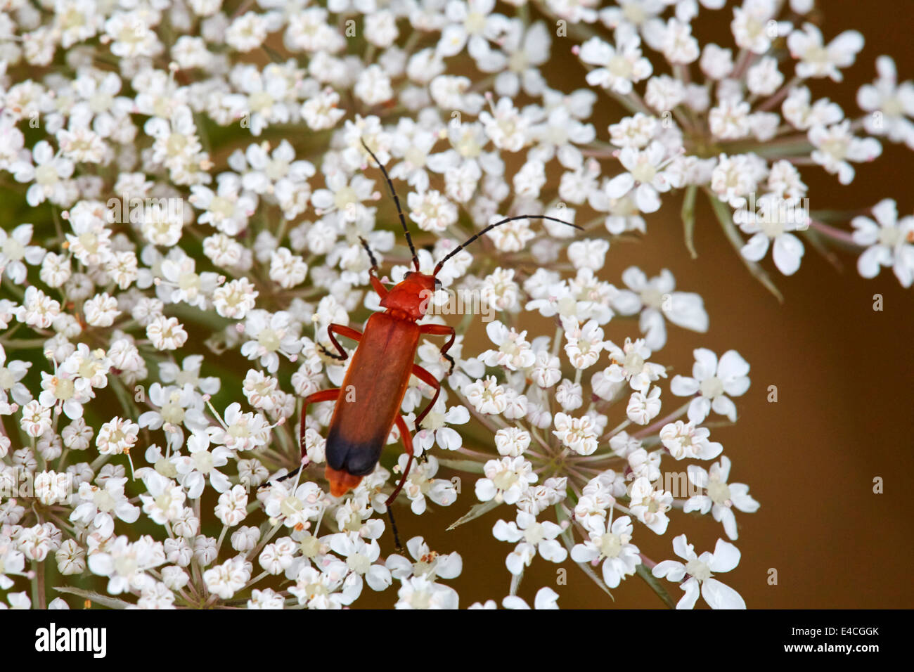 Common Red Soldier Beetle on Queen Anne's Lace. Hurst Meadows, West