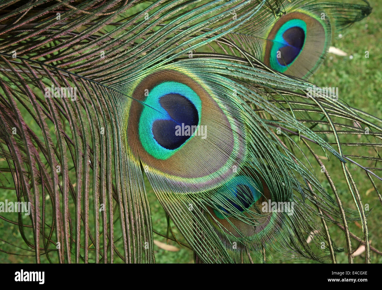 Eyes on peacock feathers hi-res stock photography and images - Alamy, image size:1300x987