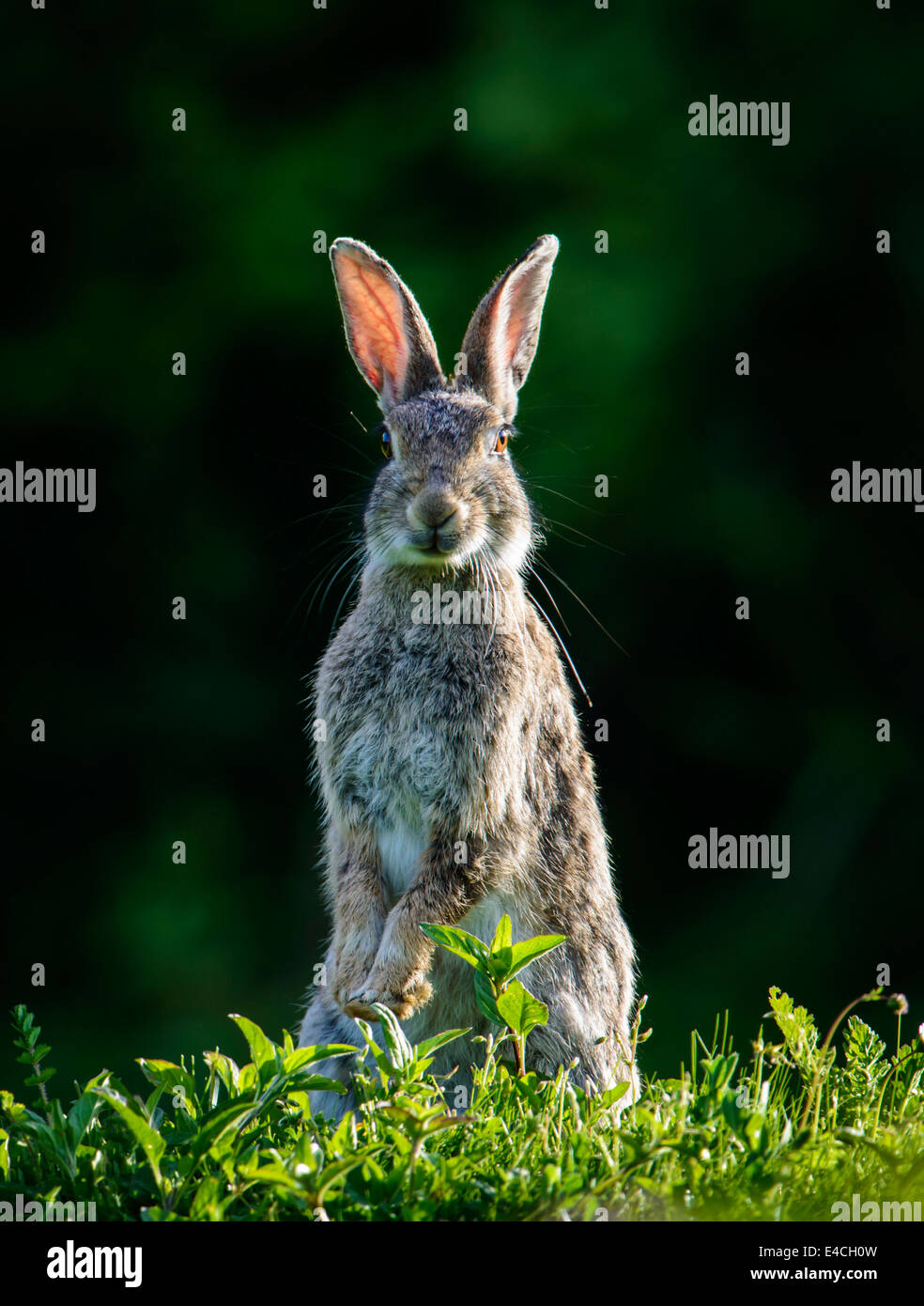 Rabbit standing upright alert to danger Stock Photo