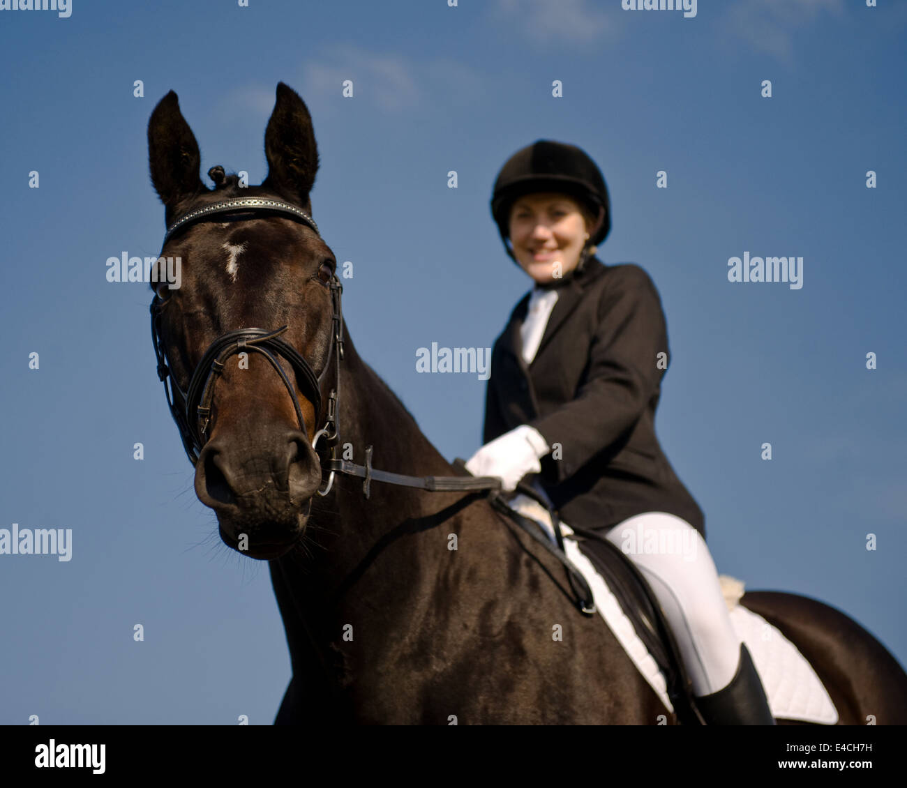 Hannovarian horse and rider in dressage outfit in scottish countryside  Stock Photo - Alamy
