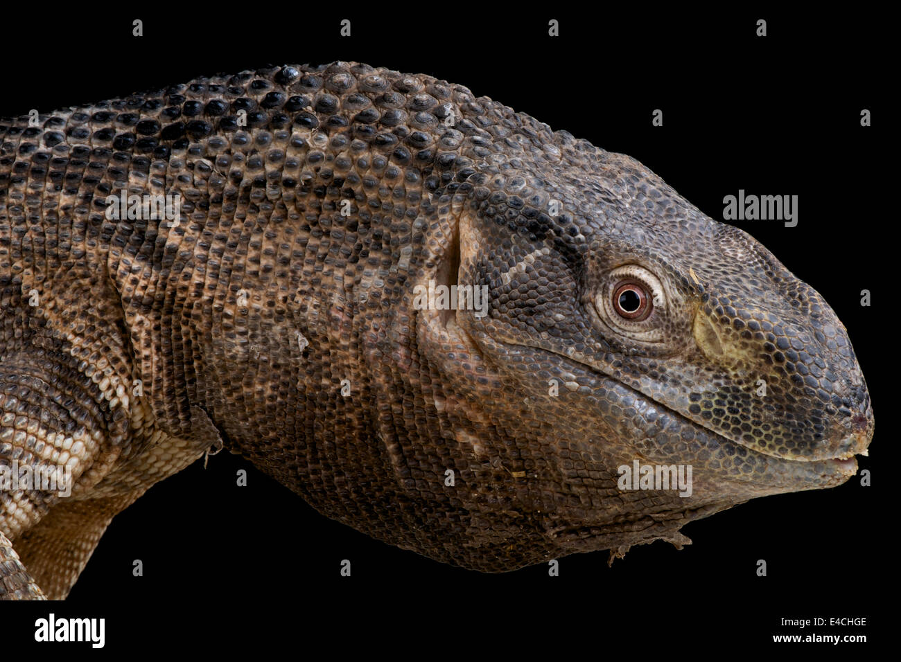 Rock monitor /Varanus albigularis ionidesi Stock Photo