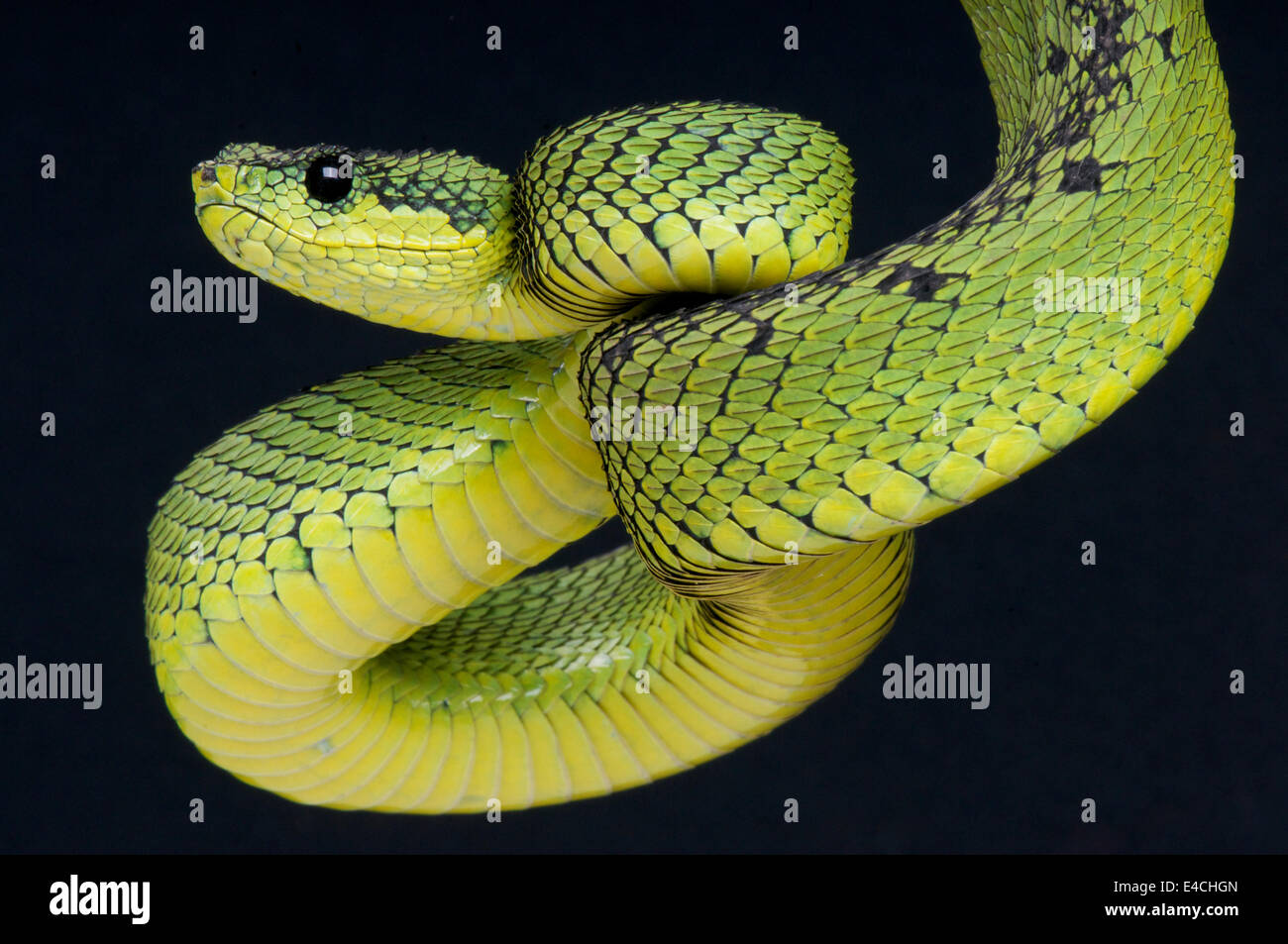 Great lakes bush viper / Atheris nitschei Stock Photo