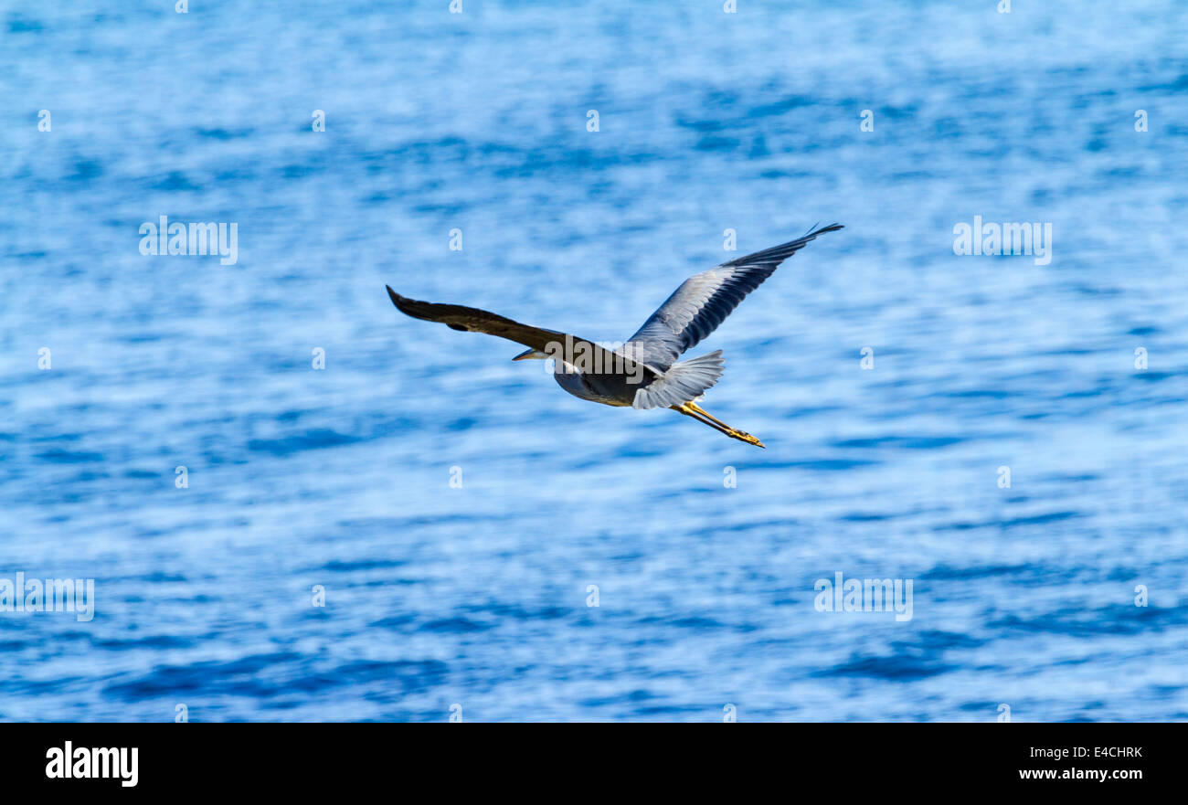 A Grey Heron Flying off the North Antrim Coast Stock Photo