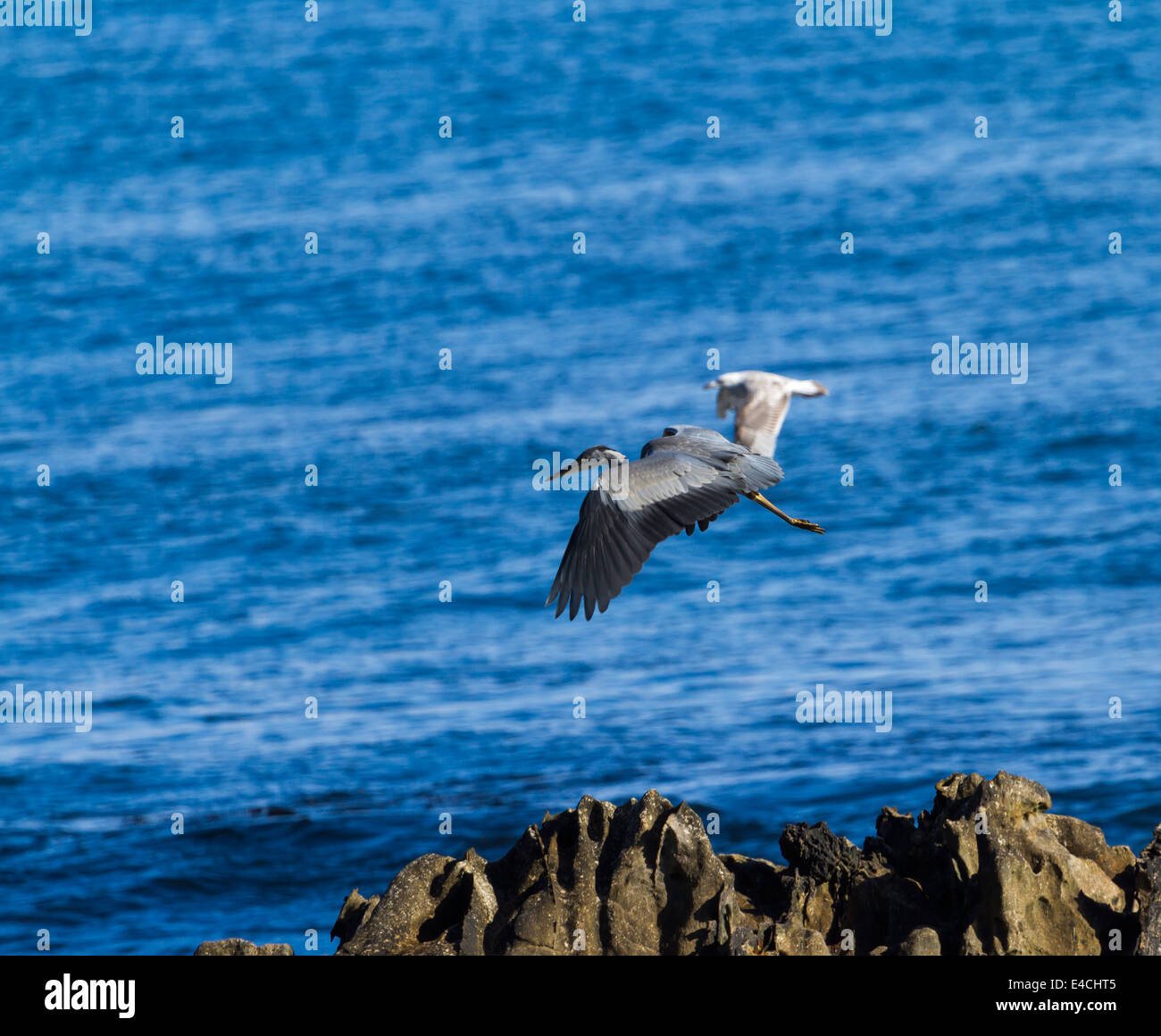 A Grey Heron Flying off the North Antrim Coast Stock Photo