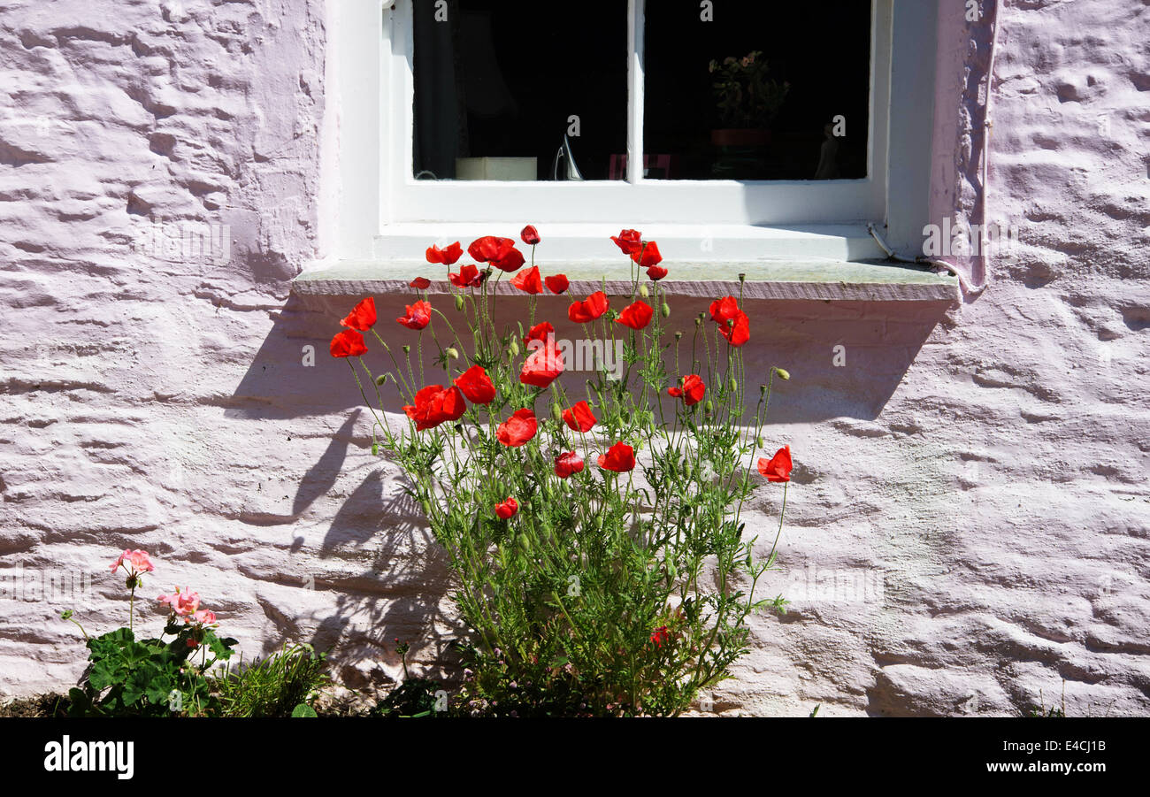 Cornwall. Roseland Peninsular. St Mawes. Red poppies growing against a pink wall. Stock Photo