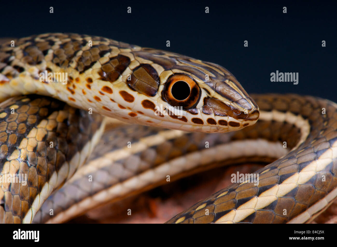 Hissing sand snake / Psammophis sibilans Stock Photo