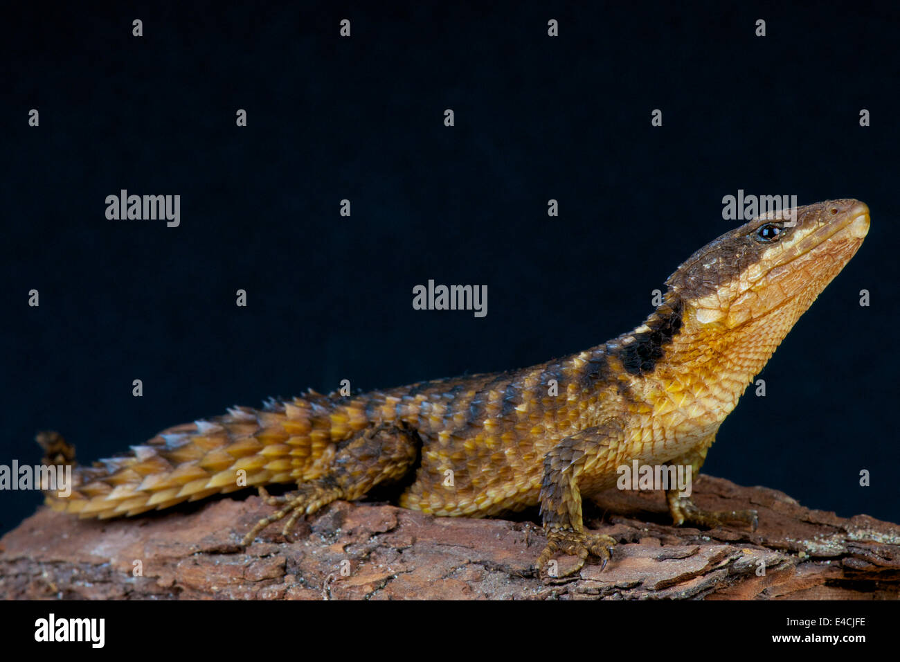 Girdled lizard / Cordylus tropidosternum Stock Photo