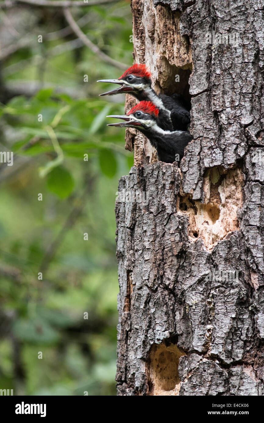 Pileated woodpecker feeding young birds, Sonoma County, California Stock Photo Alamy