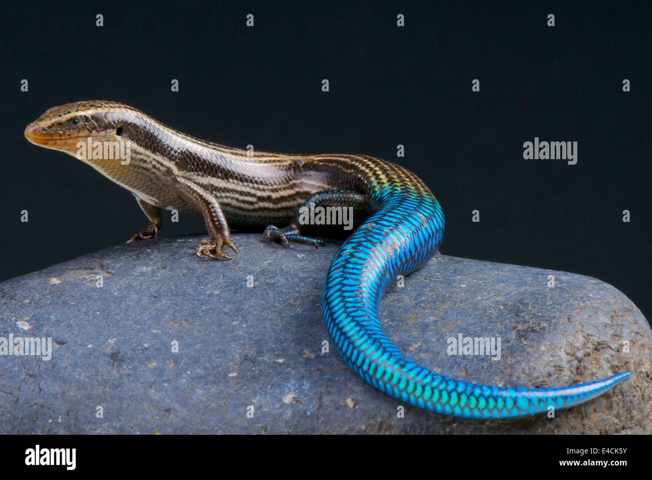 Gran Canaria blue-tailed skink / Chalcides sexlineatus Stock Photo