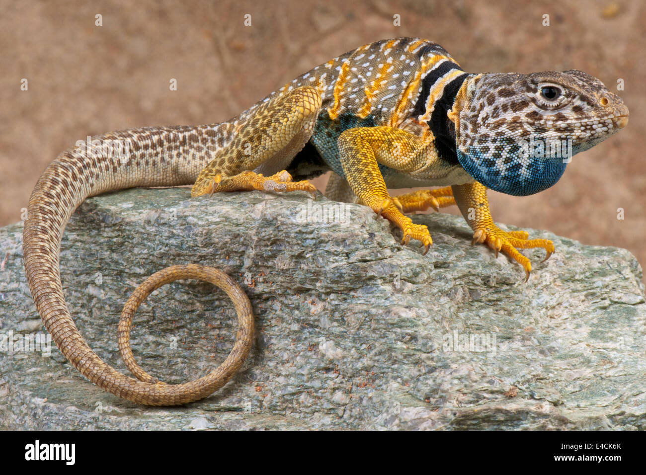 Collared lizard / Crotaphytus bicinctores Stock Photo Alamy
