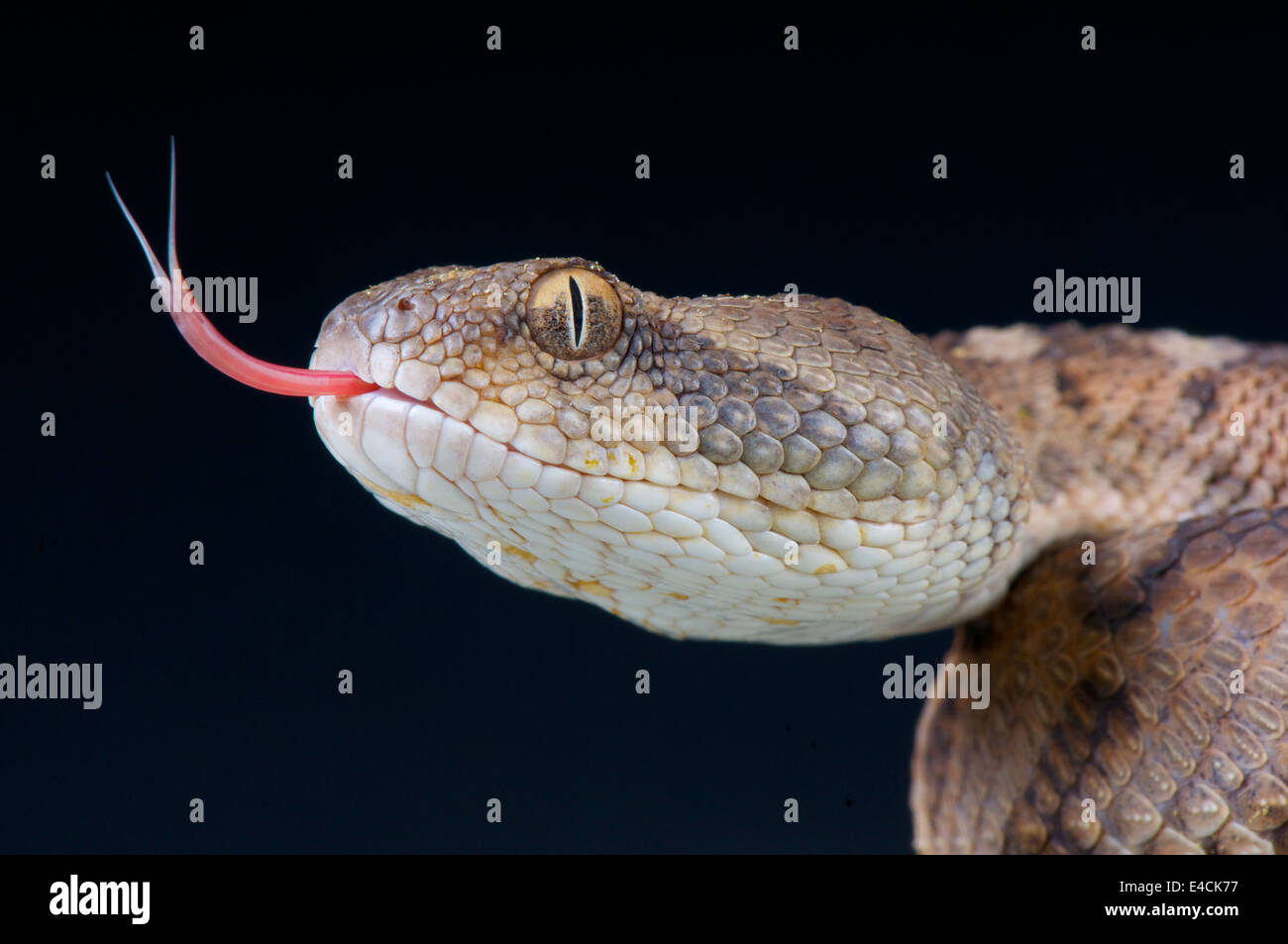 Oman saw-scaled viper / Echis omanensis Stock Photo