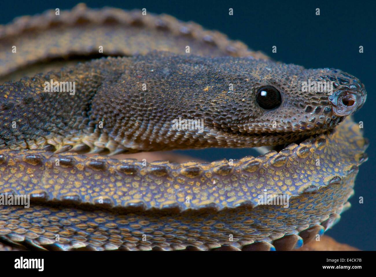 Dragon snake / Xenodermus javanicus Stock Photo