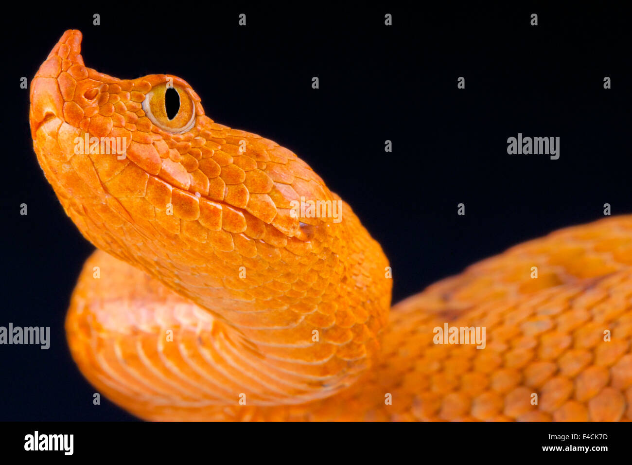 Nose horned viper slovenia hires stock photography and images Alamy