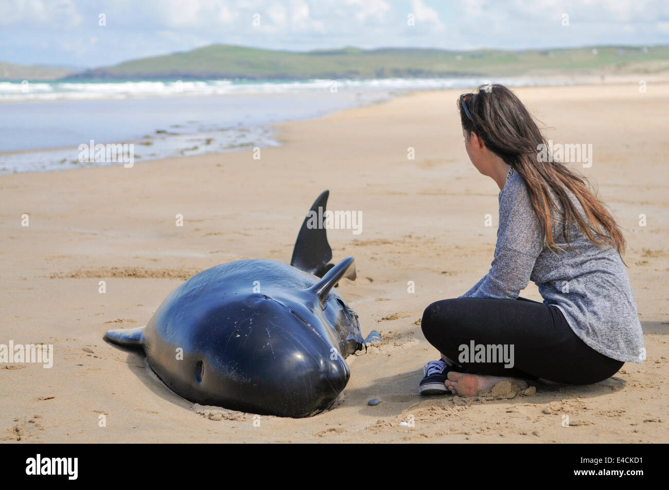 Falcarragh Strand, Donegal, Ireland. 8 Jul 2014 - An upset young lady sits crying beside one of twelve pilot whales before it died after deliberately beaching. The pod had originally been rescued, but beached a second time. Credit:  Stephen Barnes/Alamy Live News Stock Photo