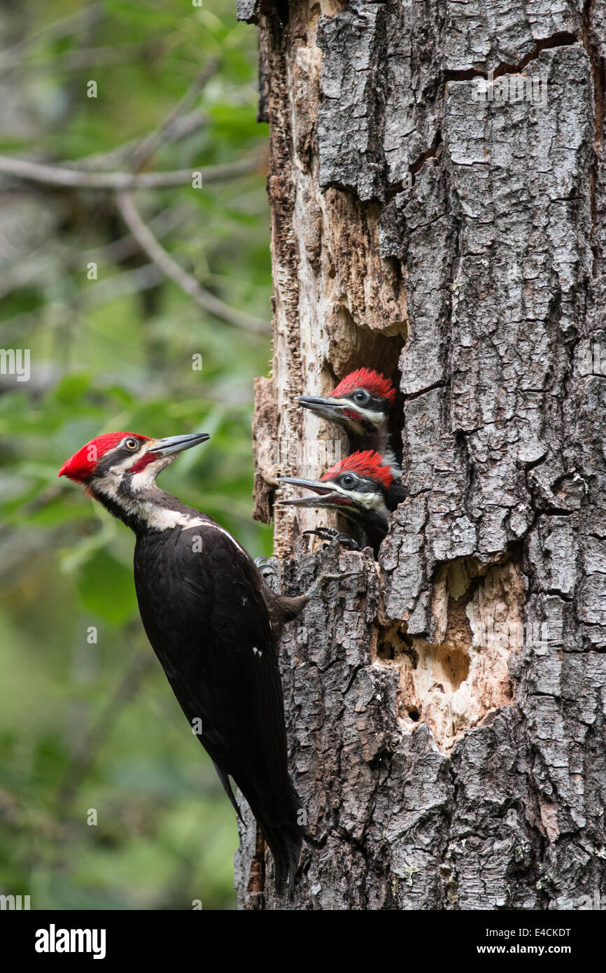 Pileated woodpecker feeding young birds, Sonoma County, California