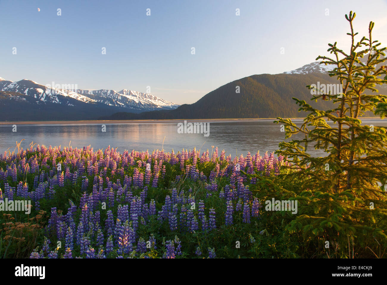 A field of lupine along Turnagain Arm, Chugach National Forest, Alaska. Stock Photo