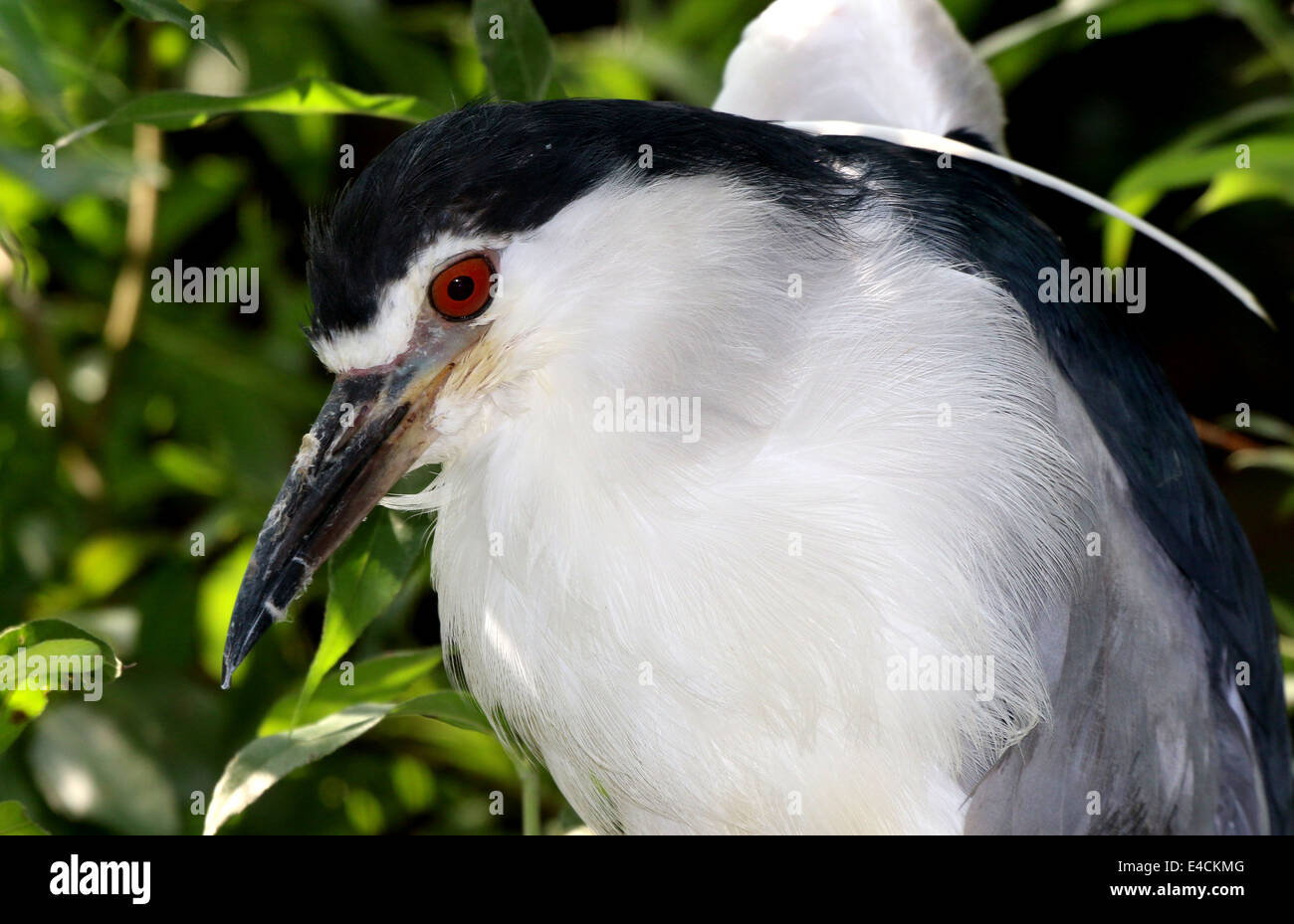 Blackcrowned night heron (Nycticorax nycticorax Stock Photo Alamy
