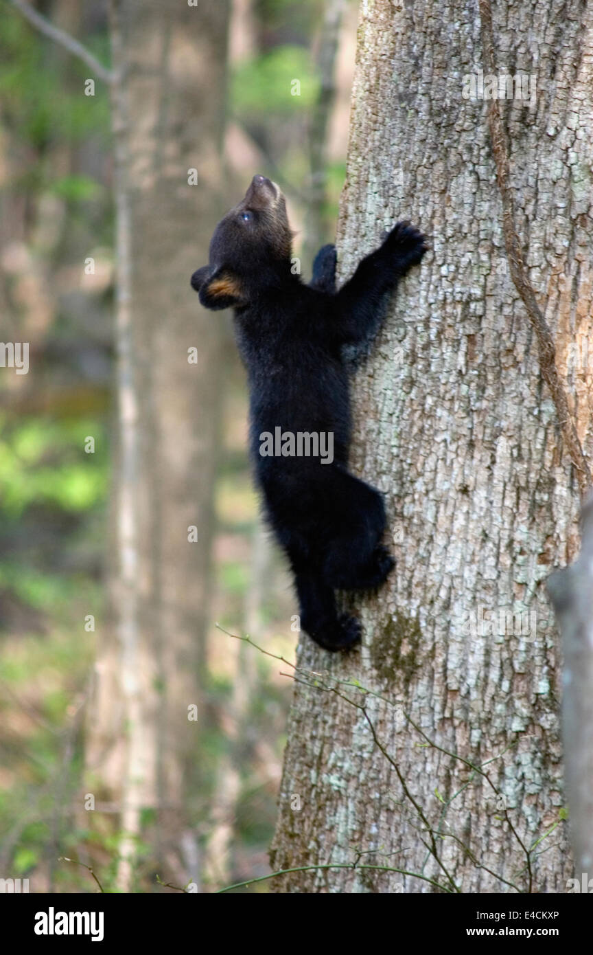 Black Bear Cub Climbing Tree in the Great Smoky Mountains National Park in Tennnessee Stock Photo