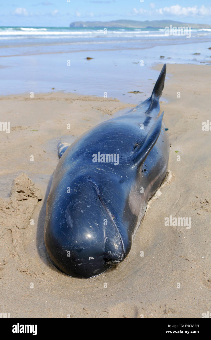 A pilot whale lies dying on a beach after deliberately beaching with 11 others. They had originally been rescued, but beached a second time. Stock Photo