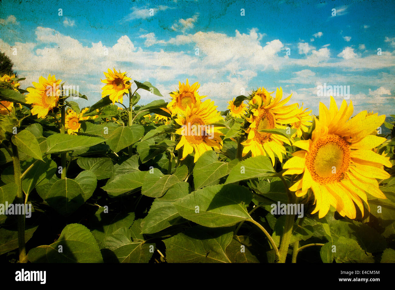 Photo of blooming sunflower field Stock Photo - Alamy