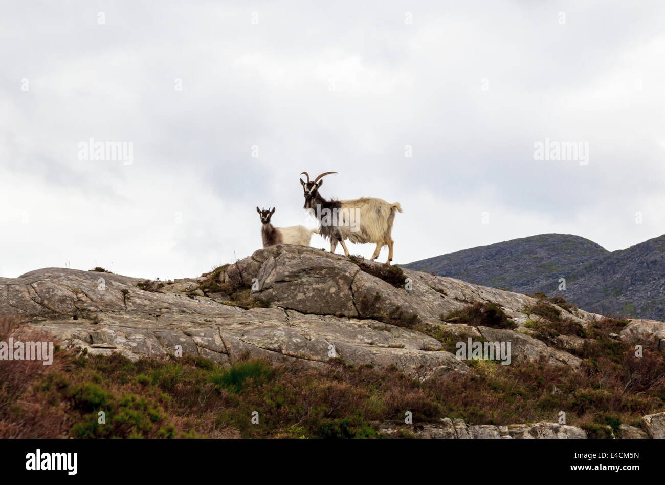 Rhinogs From Goats on the Rhinogs Stock Photo - Alamy