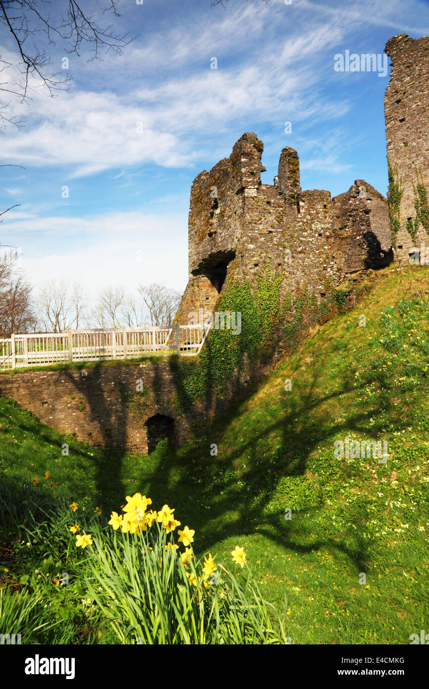 A ruined castle and moat with yellow daffodils in the foreground. Stock Photo