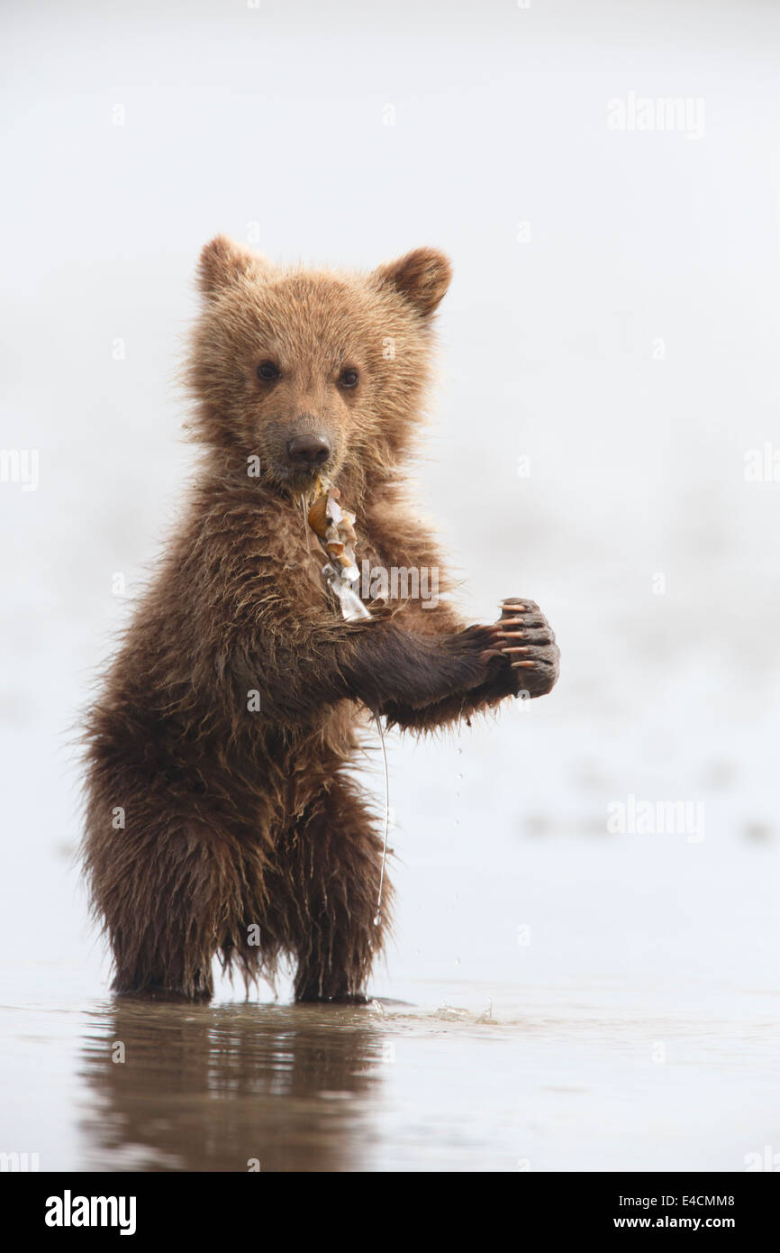 Brown or Grizzly Bear cubs, Lake Clark National Park, Alaska. Stock Photo