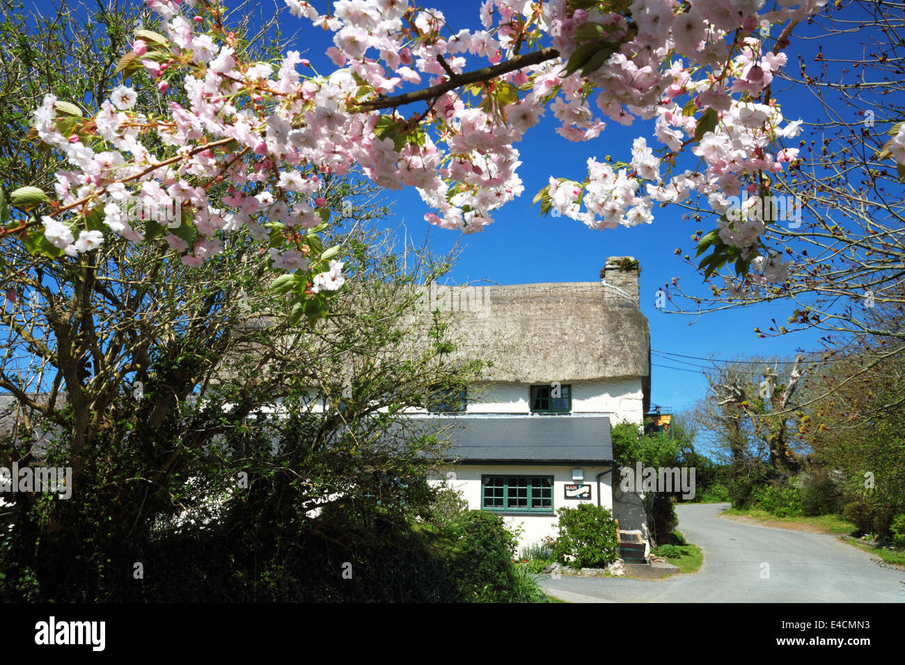 A thatched cottage or pub framed by pink cherry blossom. Stock Photo