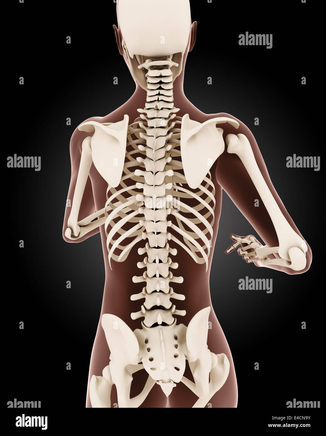 3d 4 medical complete anatomy 3d 4 medical complete anatomy