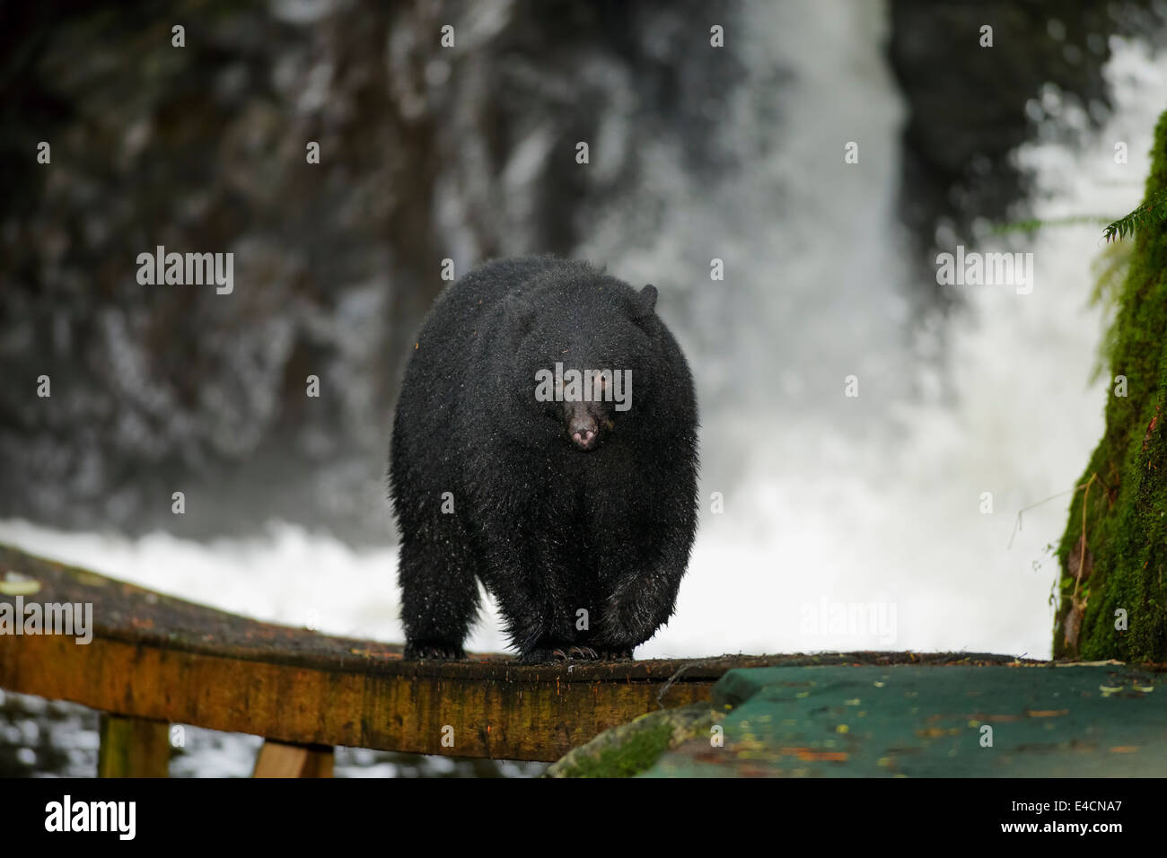 Black bear walking hi-res stock photography and images - Alamy