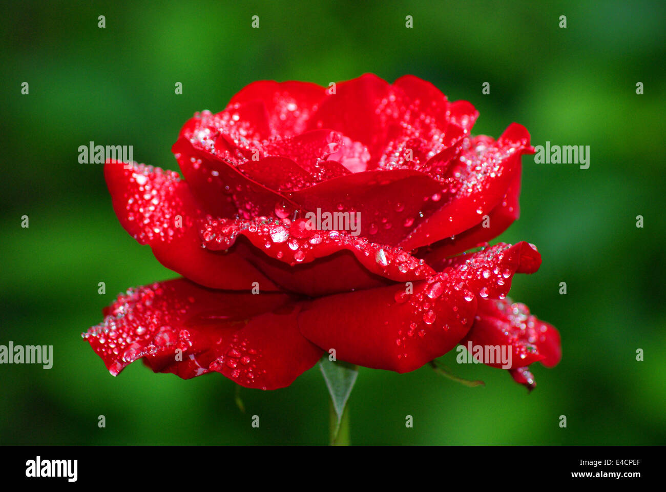 Purple single rose stem hi res stock photography and images Alamy Purple single rose stem hi res stock photography and images Alamy