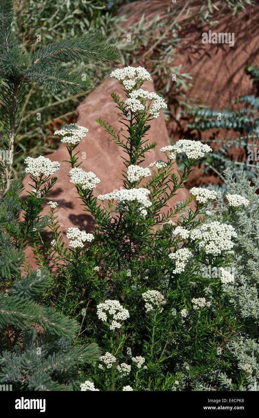Ozothamnus Stock Photos & Ozothamnus Stock Images - Alamy
