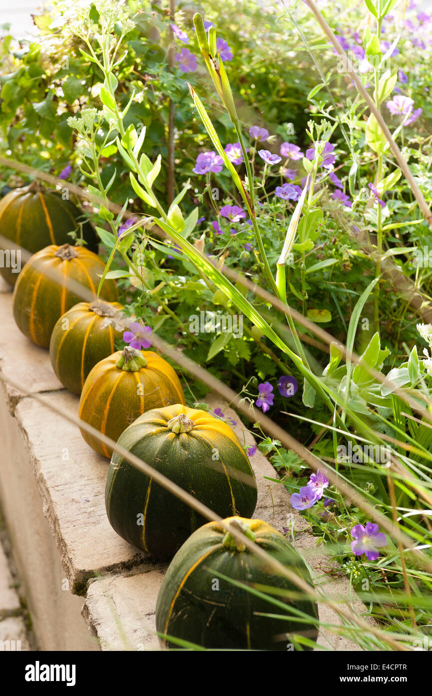 Row of pumpkins lined up on a terrace wall Stock Photo - Alamy
