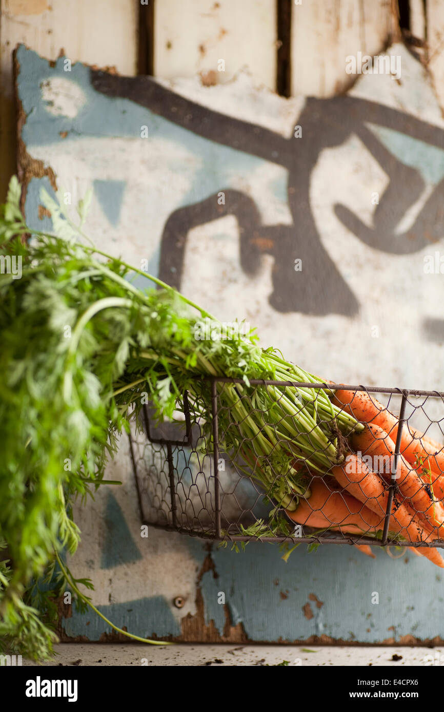Fresh carrots in a wire basket Stock Photo