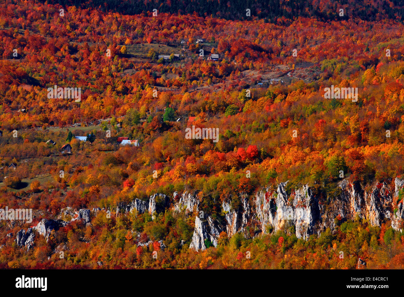 Mountain forest with autumn colors, Velebit mountain range, Croatia Stock Photo
