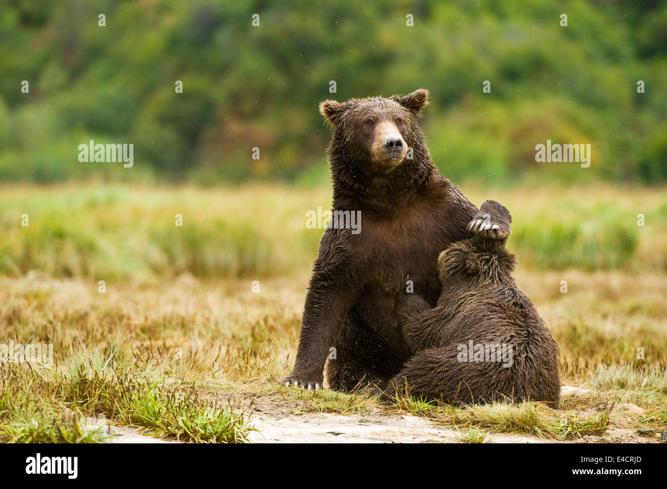 A mother coastal brown bear (grizzly bear) nurses a cub in Katmai ...
